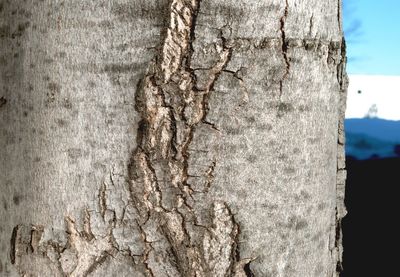 Close-up of tree trunk