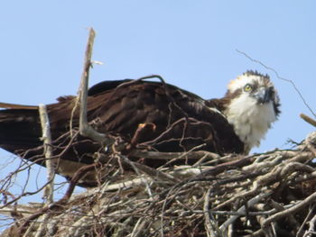 Low angle view of bird perching on nest against sky