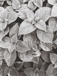 Full frame shot of leaves