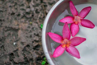 Close-up of pink flower