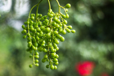 Close-up of berries growing on tree