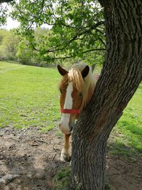 Horse in a field