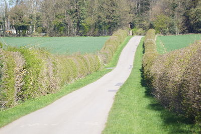 Road amidst trees on field