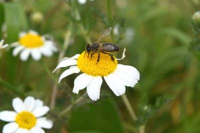 Close-up of insect on yellow flower