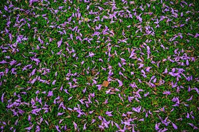Full frame shot of purple flowers blooming outdoors