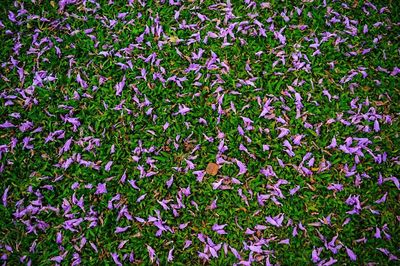 Full frame shot of purple flowers blooming outdoors