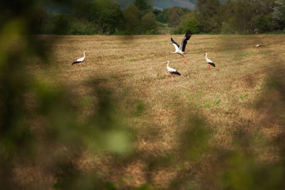 Birds flying over field