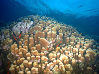 View of coral in sea