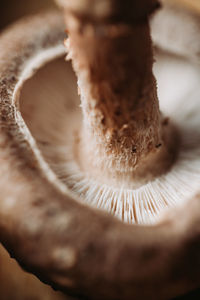 Close-up of mushroom