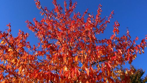 Low angle view of trees against clear sky
