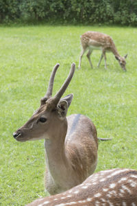 Close-up of deer