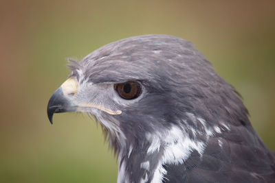 Close-up of a bird