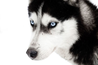 Close-up portrait of a dog over white background