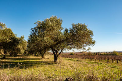 Olive trees and mediterranean landscape