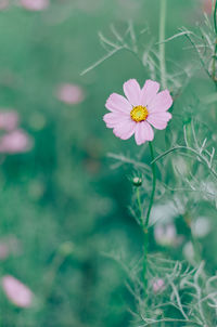 Close-up of pink flower on field