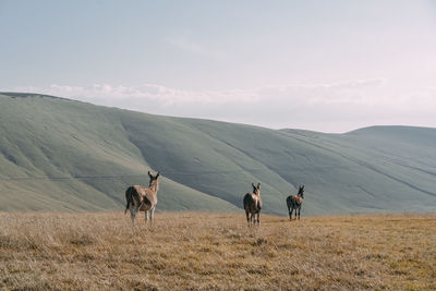 View of donkey herd on mountain against sky