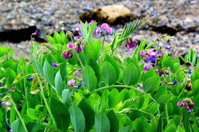 Close-up of purple flowers blooming in field