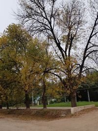 Trees in park during autumn