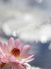 Close-up of pink flower