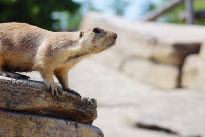 Close-up of an animal looking away