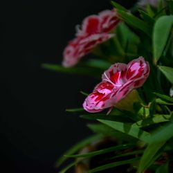 Close-up of flower blooming against black background