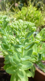 Close-up of plant growing outdoors