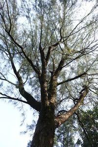 Low angle view of tree