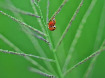 Close-up of ladybug on leaf