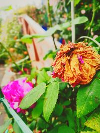 Close-up of purple rose on leaves