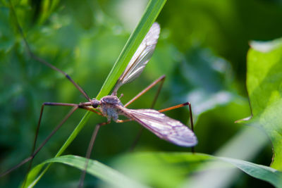 Close-up of damselfly on plant