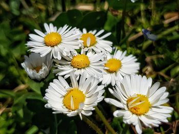 Close-up of white daisy flowers