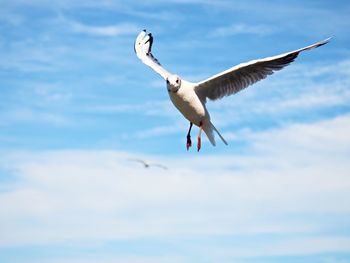 Sea gull in blue sky. wild seagull bird flies and looking into camera. blue sky over the sea.