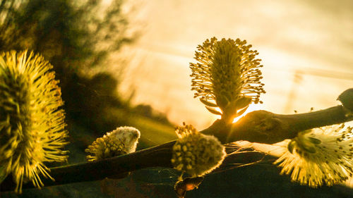 Close-up of plant against blurred background