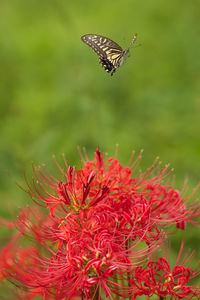 Close-up of butterfly pollinating on red flower