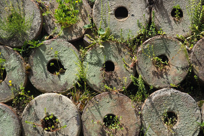 Full frame shot of cactus plants