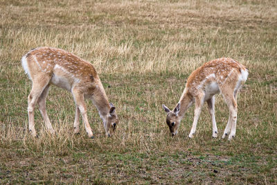 Par of deer in a field