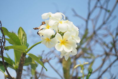 Close-up of white cherry blossoms against sky