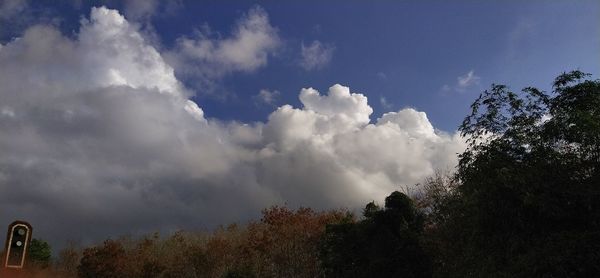 Low angle view of trees against sky