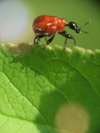 Close-up of insect on leaf