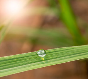 Close-up of dew on grass