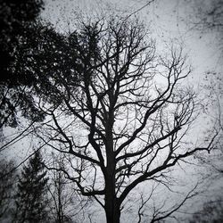 Low angle view of tree against sky