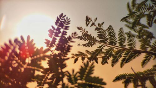 Close-up of plants against sky during sunset