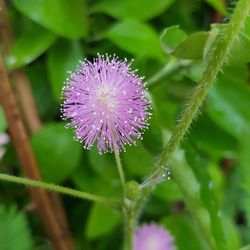 Close-up of purple flowering plant