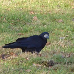 Black bird on field