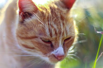 Close-up of a cat wink