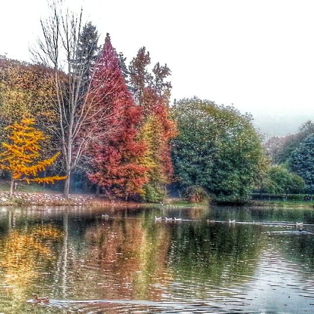 tree, water, clear sky, autumn, reflection, lake, tranquility, change, waterfront, beauty in nature, tranquil scene, nature, scenics, growth, river, season, day, idyllic, outdoors, pond