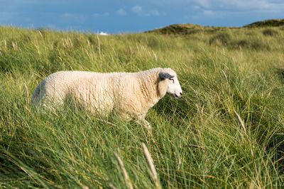 Sheep walking on grassy field
