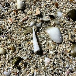 Close-up of seashells on pebbles