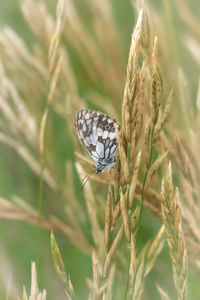 Close-up of  black and white butterfly on flower