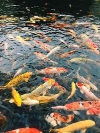 High angle view of koi carps swimming in lake